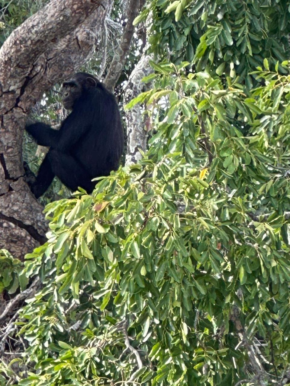 Pombo Kunda Villa Sanyang Exteriör bild